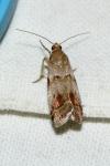 Acrobasis sp (glaucella/falouella)