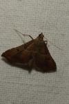 Endotricha flammealis