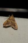 Synaphe punctalis