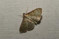 Patania ruralis