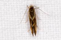 Metalampra