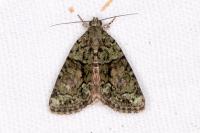 Cryphia algae