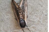 Sphinx ligustri