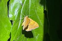 Camptogramma bilineata