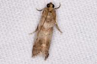 Acrobasis