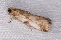 Acrobasis
