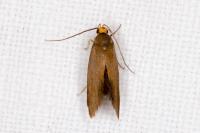 Crassa unitella