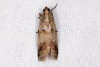 Acrobasis