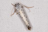 Yponomeuta