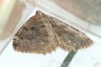 Triphosa dubitata