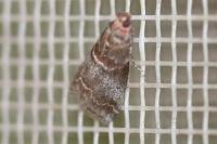 Acrobasis advenella