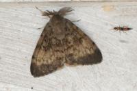 Lymantria dispar