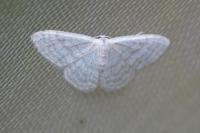 Idaea subsericeata