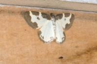 Lomaspilis marginata