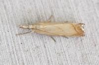 Chrysoteuchia culmella
