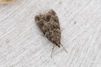 Eudonia mercurella