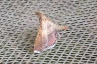 Endotricha flammealis