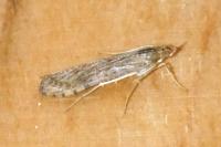 Nomophila noctuella
