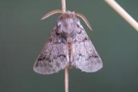 Thaumetopoea pityocampa