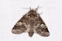 Drymonia querna