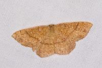 Cyclophora ruficiliaria