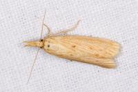 Ematheudes punctella