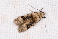 Altenia scriptella
