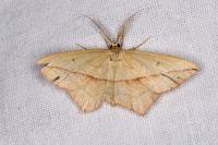 Timandra comae