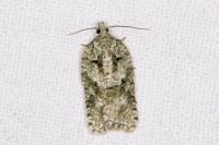 Acleris literana