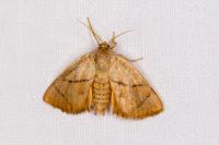 Apoda limacodes