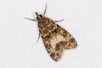 Eudonia mercurella