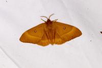 Lasiocampa quercus