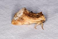 Ptilodon cucullina