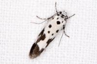 Ethmia quadrillella