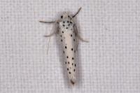 Yponomeuta