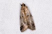 Acrobasis