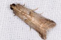 Acrobasis fallouella