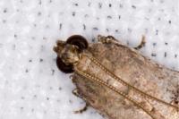 Acrobasis fallouella
