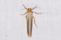 Manulea complana