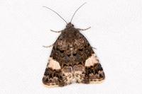 Tyta luctuosa