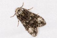 Craniophora ligustri