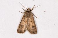Agrotis segetum