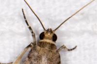 Acrobasis fallouella