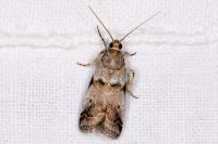Acrobasis fallouella