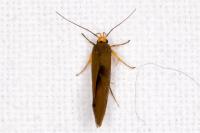 Crassa unitella