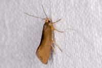 Crassa unitella