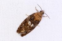 Eudemis profundana