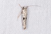 Yponomeuta plumbella