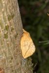 Euthrix potatoria