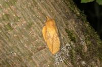 Euthrix potatoria